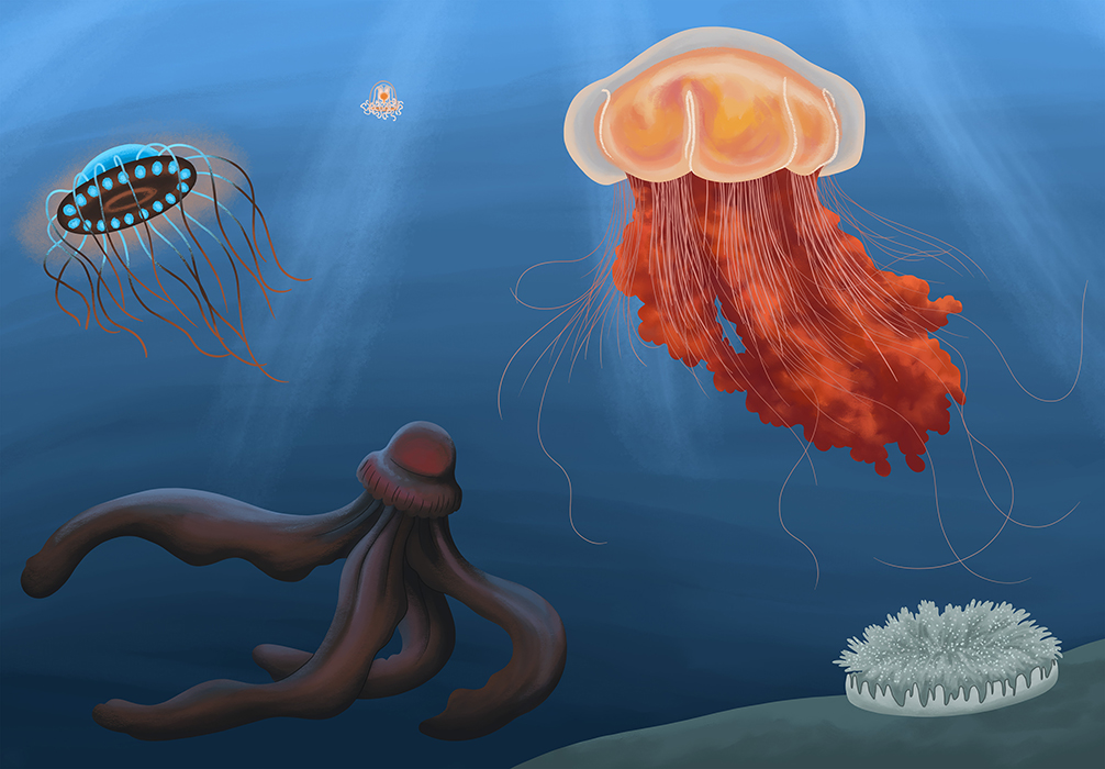 15-Wapiti-Temp-long_Meduses