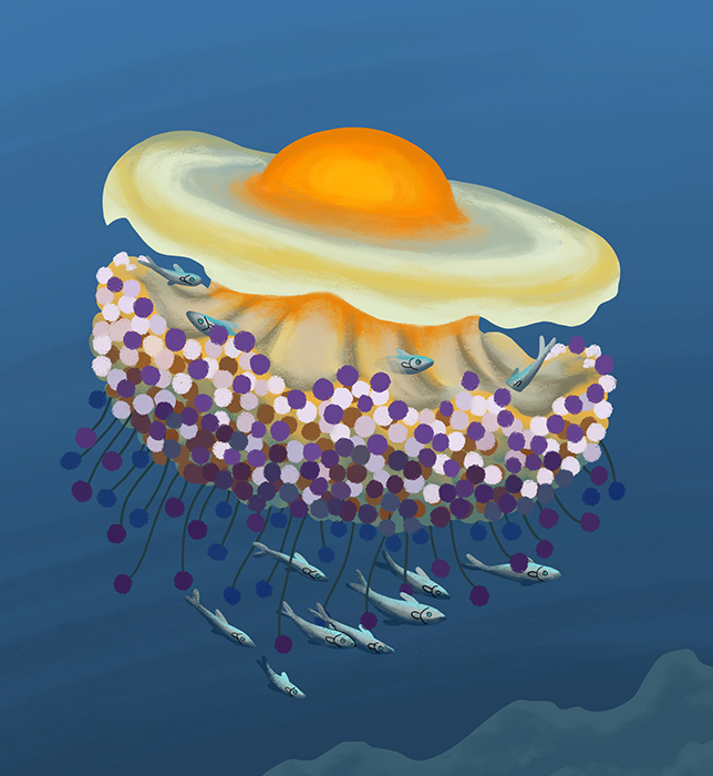 16-Wapiti-Temp-long_Meduse-oeuf-au-plat