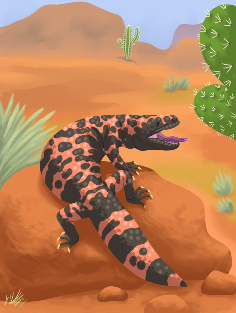 17-Wapiti-Temp-long_Monstre-de-Gila