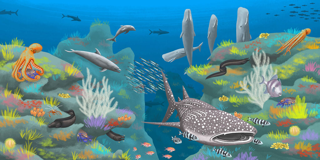 2-Wapiti-cherche-et-trouve_Mer_Acores