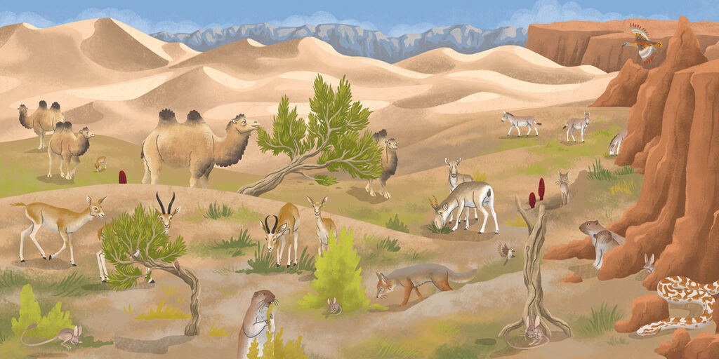 3-Wapiti-cherche-et-trouve_Desert_gobi