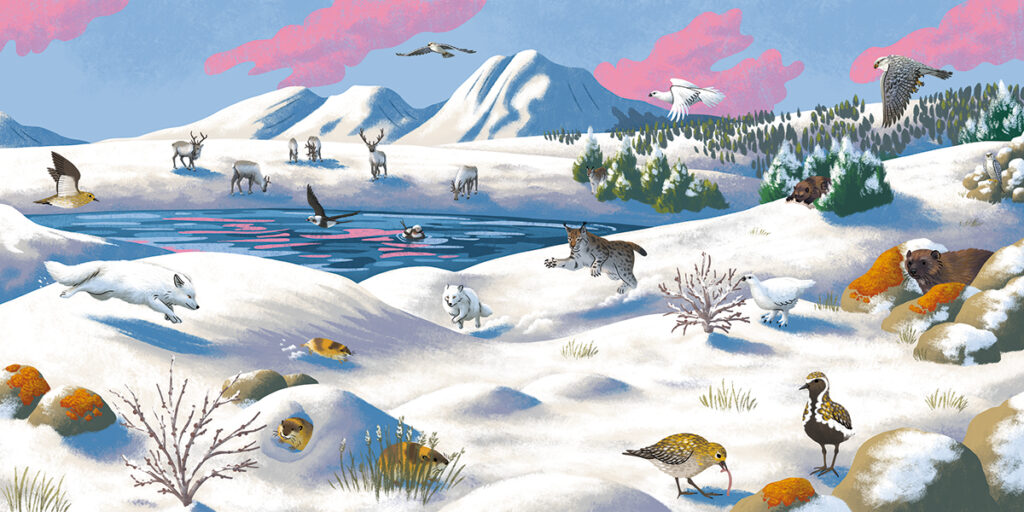 4-Wapiti-cherche-et-trouve_Norvege