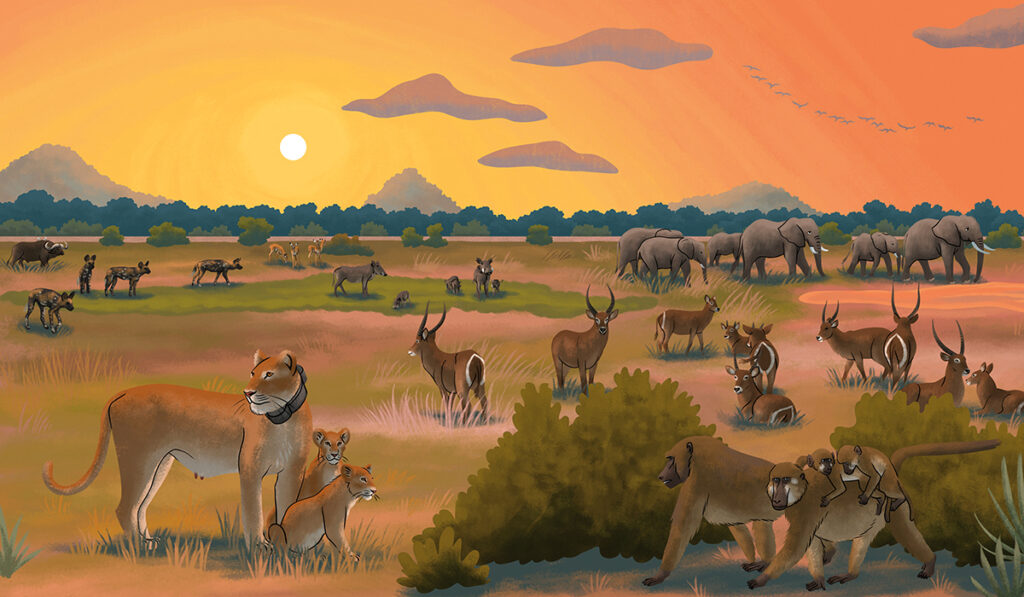 9-Wapiti-Temp-long_Parc-gorongosa