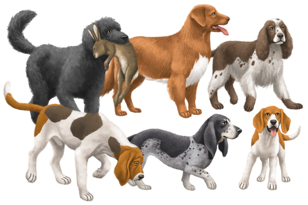 1-Chiens_rapporteurs