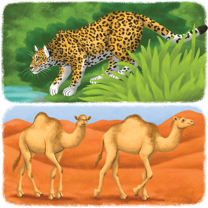 1-Youpi_animaux-du-monde