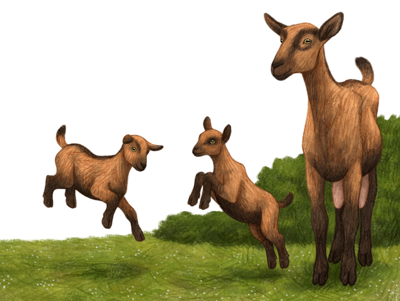10-philatelie-carte-chevres