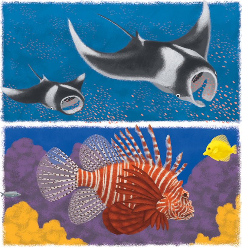 11-Youpi_animaux-marins