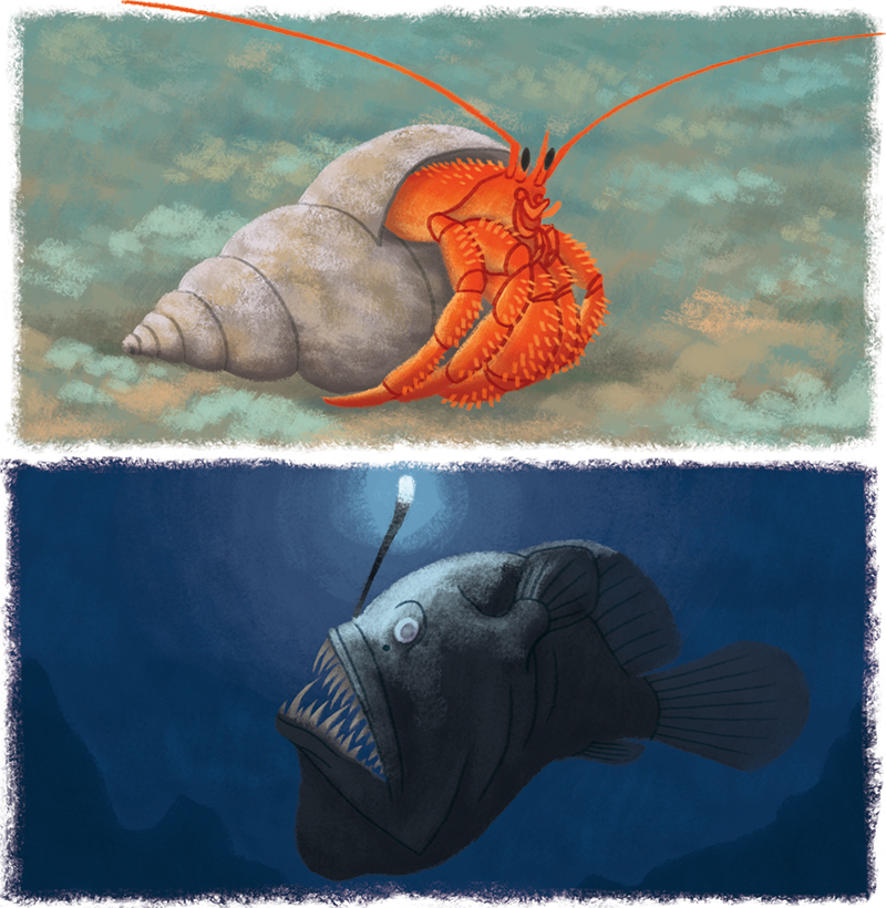 12-Youpi_animaux-marins