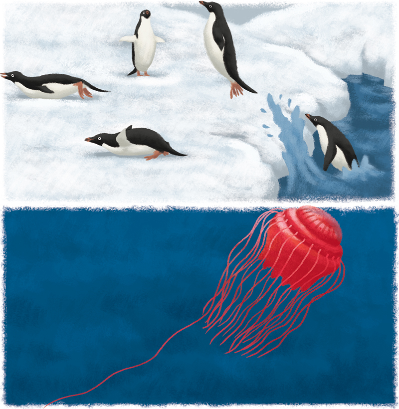 14-Youpi_animaux-marins