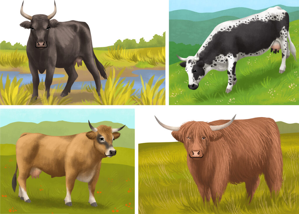 15-Youpi_vaches-francaises