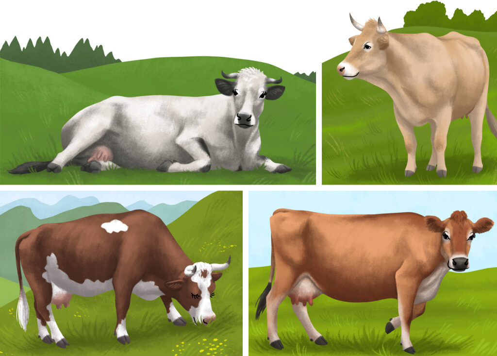 16-Youpi_vaches-francaises