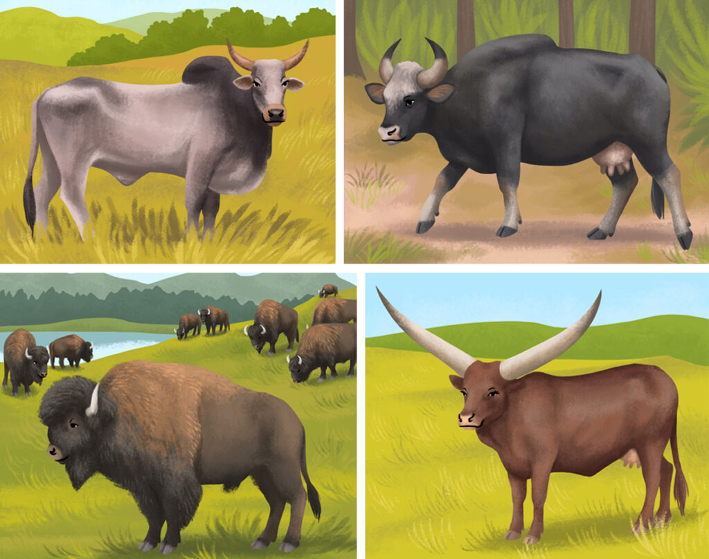 17-Youpi_vaches-du-monde