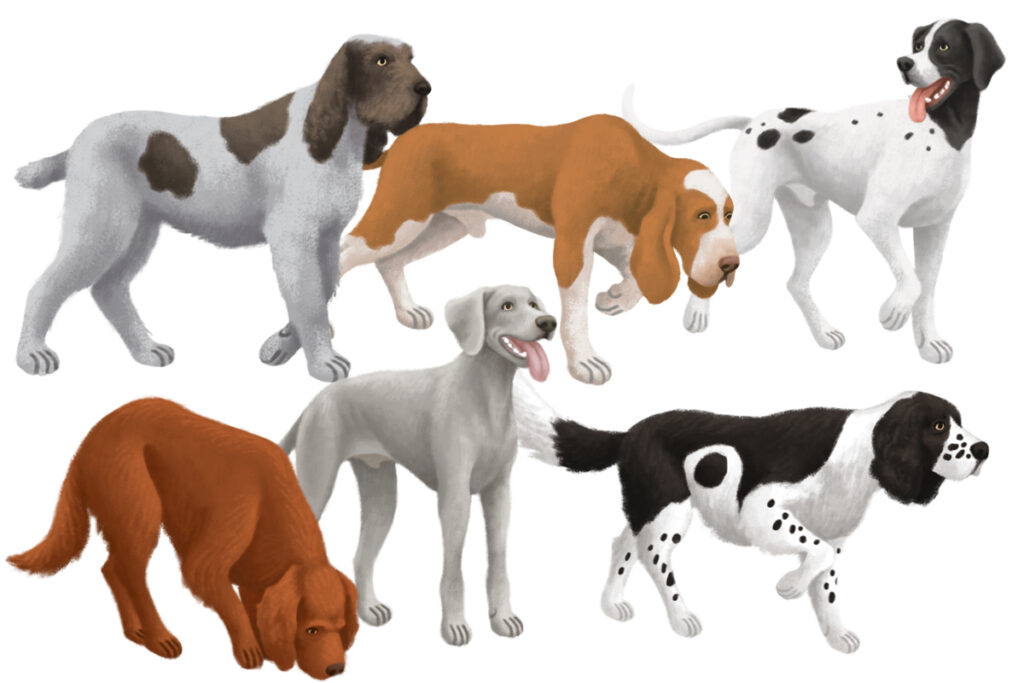 2-Chiens_chasse-arret