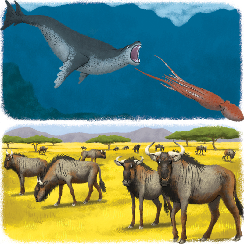 2-Youpi_animaux-du-monde