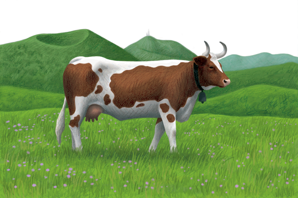 2-philatelie-timbres-vaches