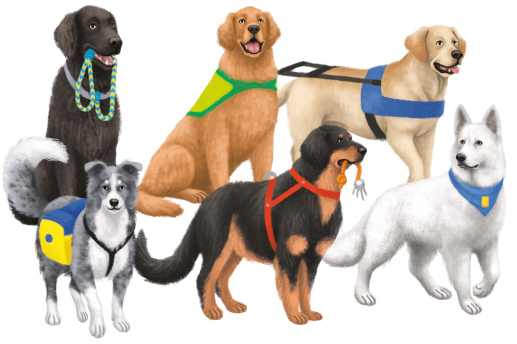 3-Chiens_assistance