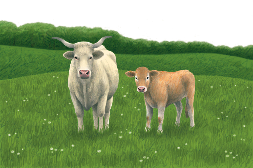 3-philatelie-timbres-vaches