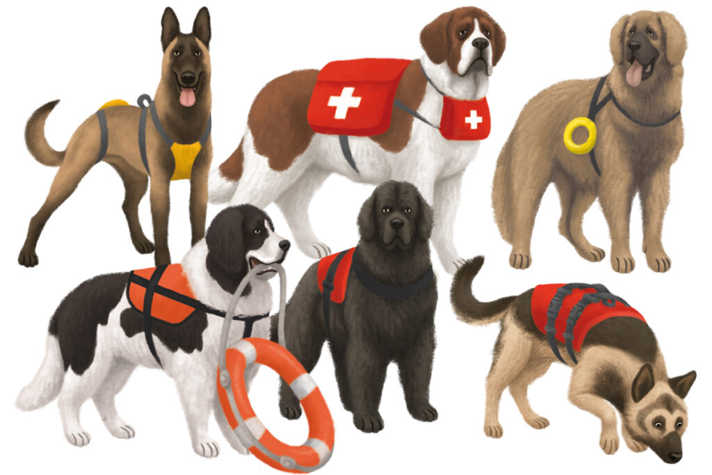 4-Chiens_utilite