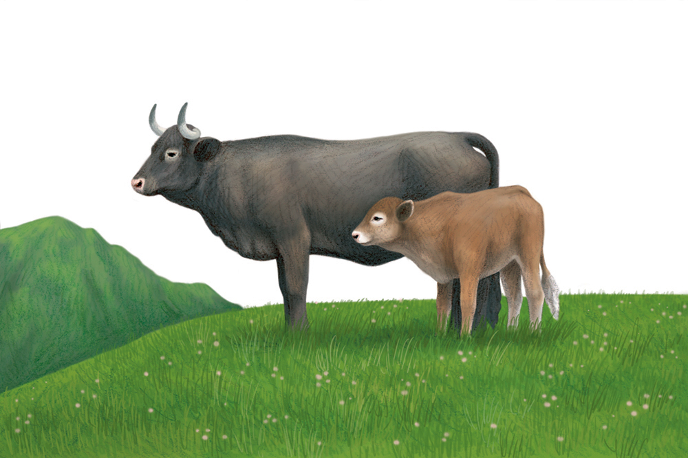 4-philatelie-timbres-vaches
