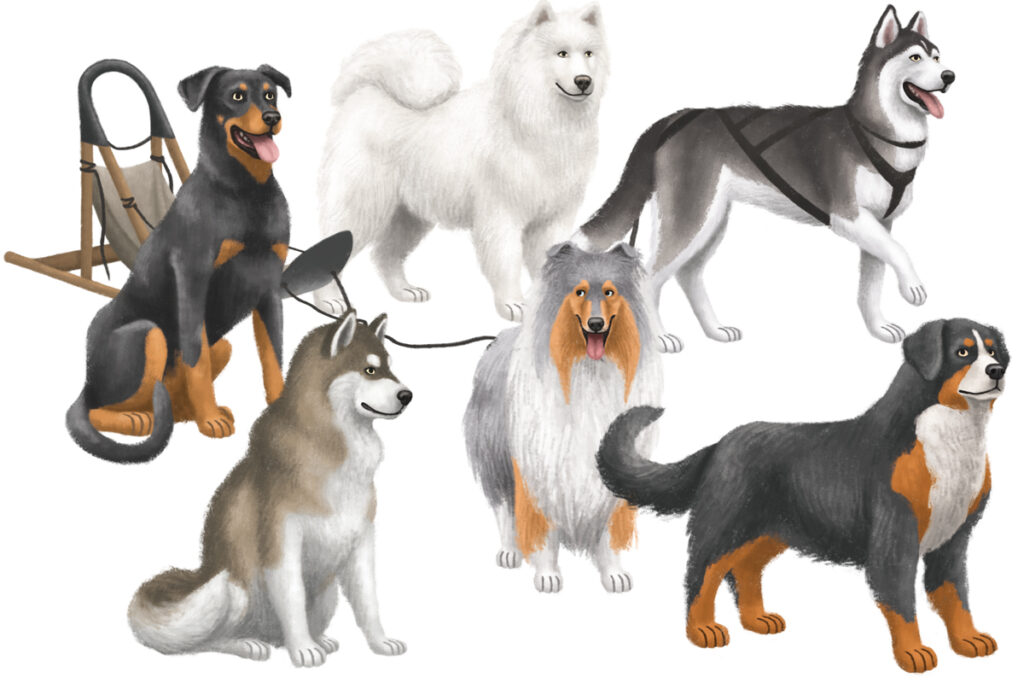 5-Chiens_traineau