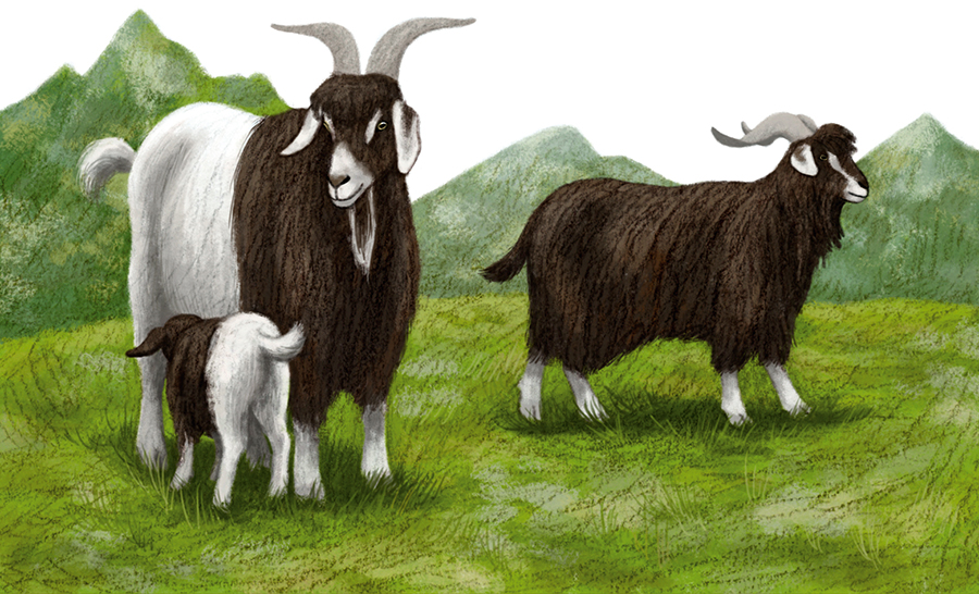 5-philatelie-timbres-chevres