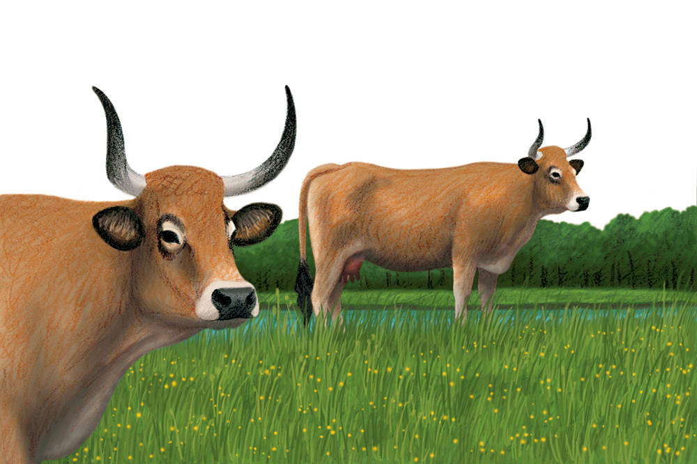 5-philatelie-timbres-vaches