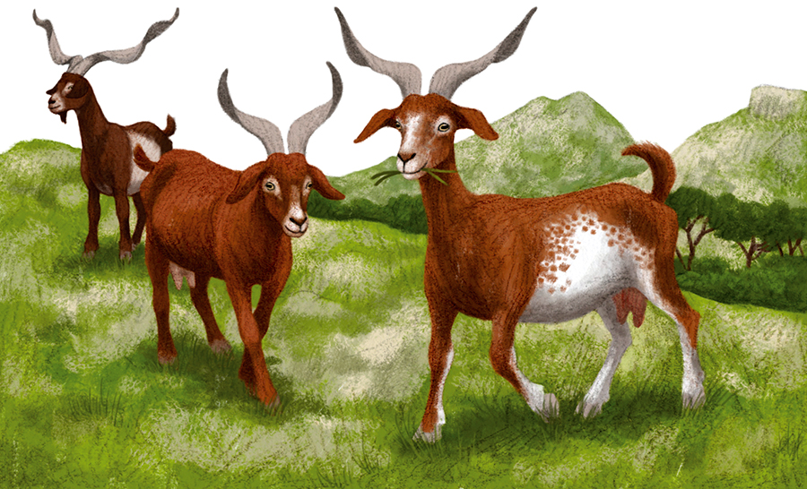 6-philatelie-timbres-chevres