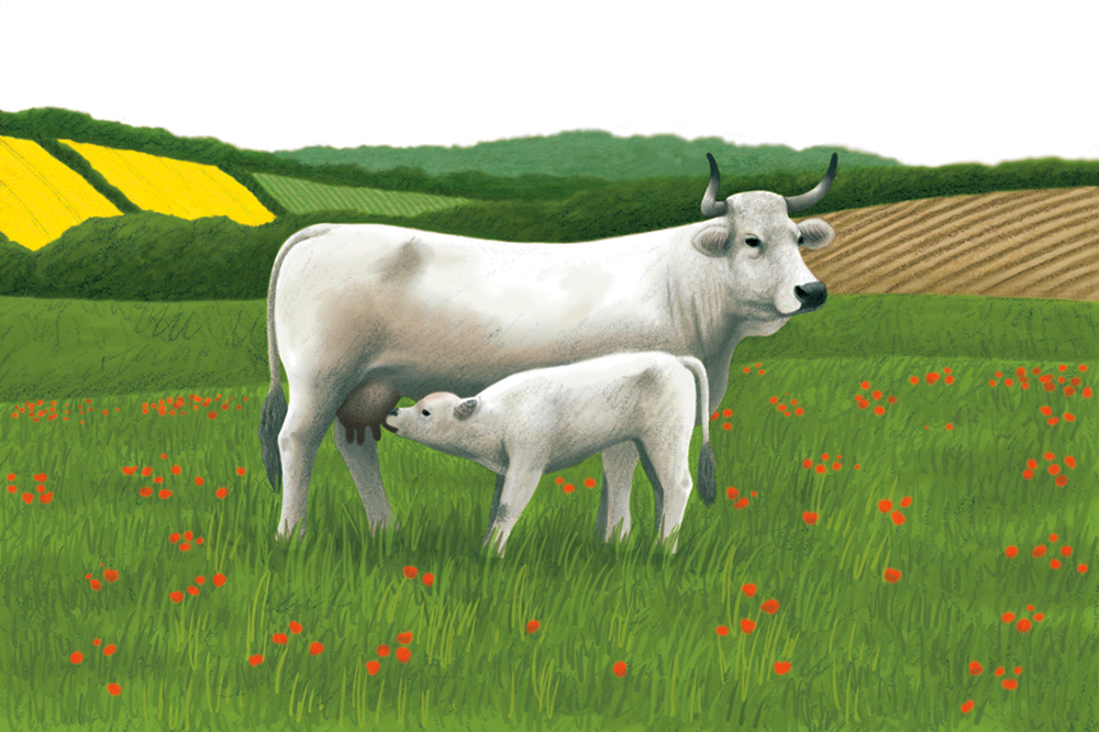 6-philatelie-timbres-vaches