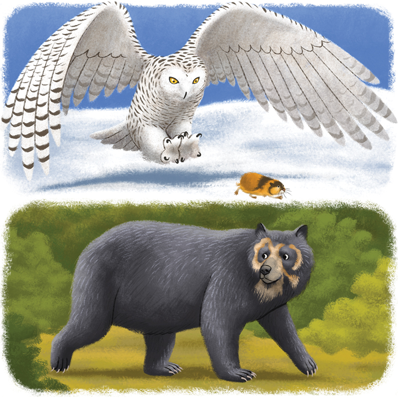 7-Youpi_animaux-du-monde
