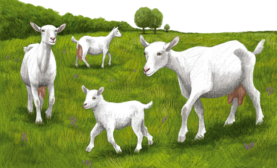 7-philatelie-timbres-chevres