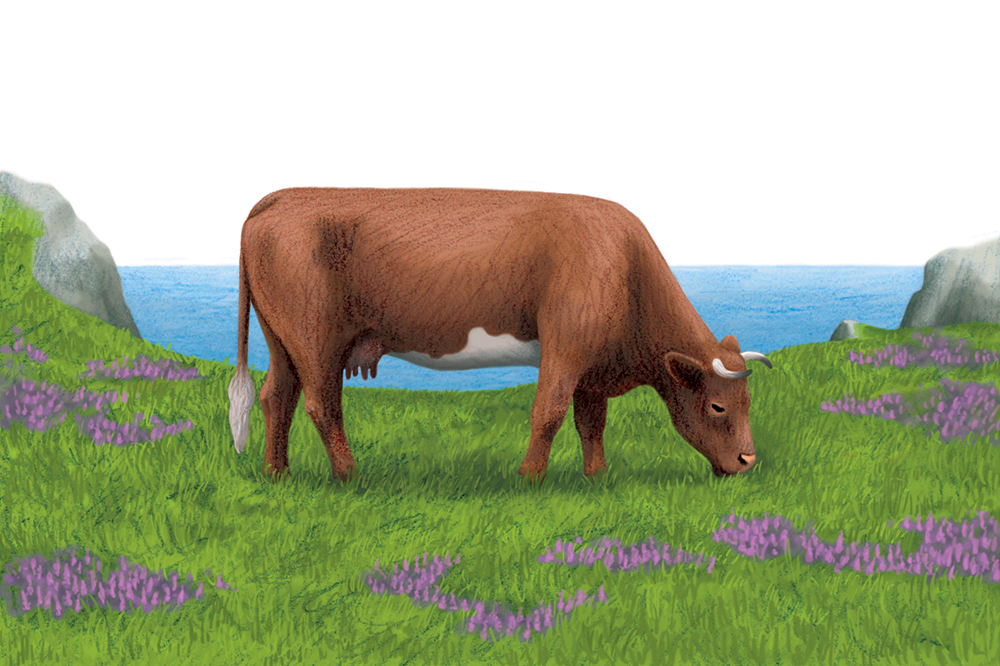 7-philatelie-timbres-vaches