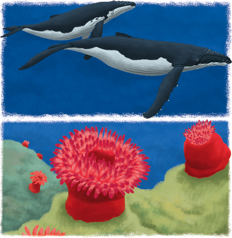8-Youpi_animaux-marins