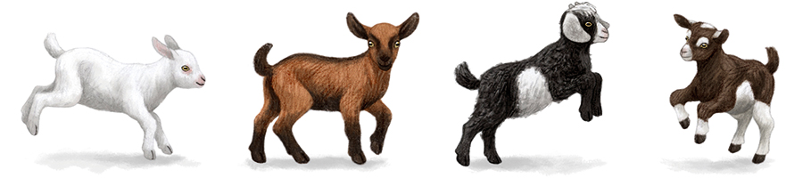 8-philatelie-timbres-chevres