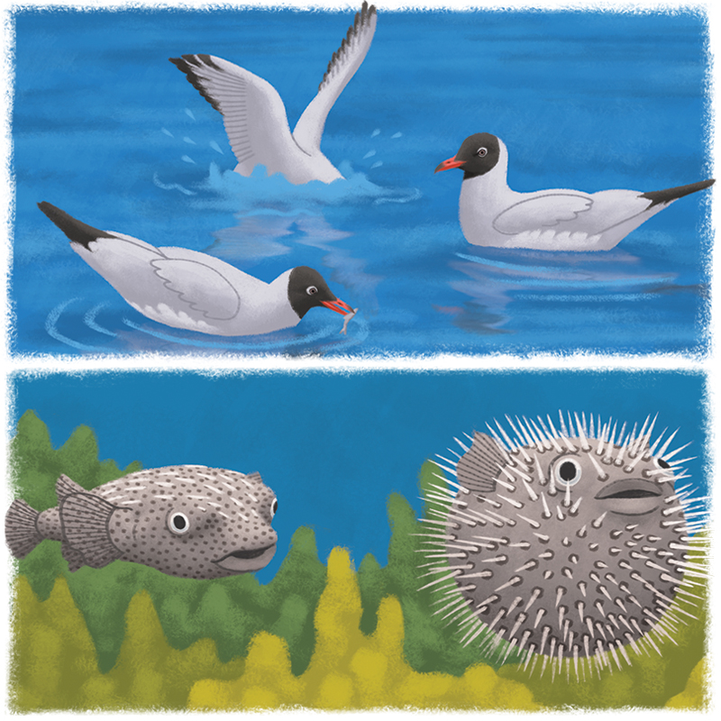 9-Youpi_animaux-marins