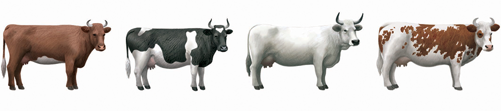 9-philatelie-timbres-vaches