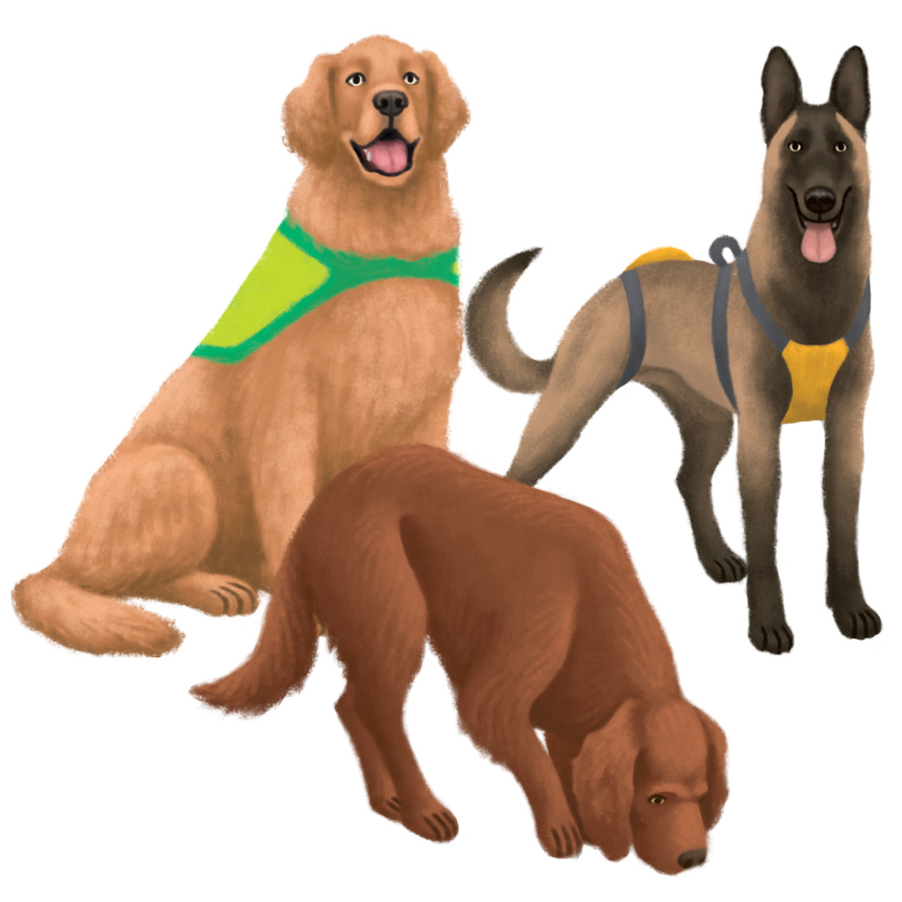 Chiens