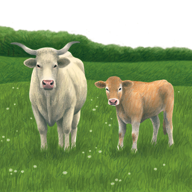Vaches